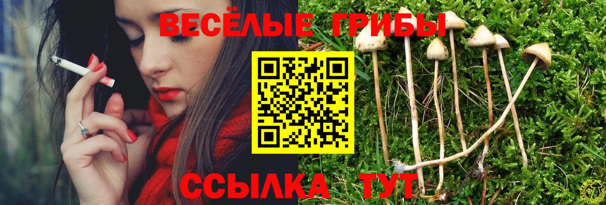Псилоцибиновые грибы прущие грибы Тайшет